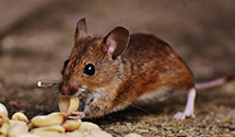 24 Hour & Emergency Exterminators in Verizon, PA